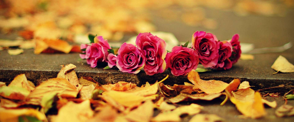 Autumn Flowers